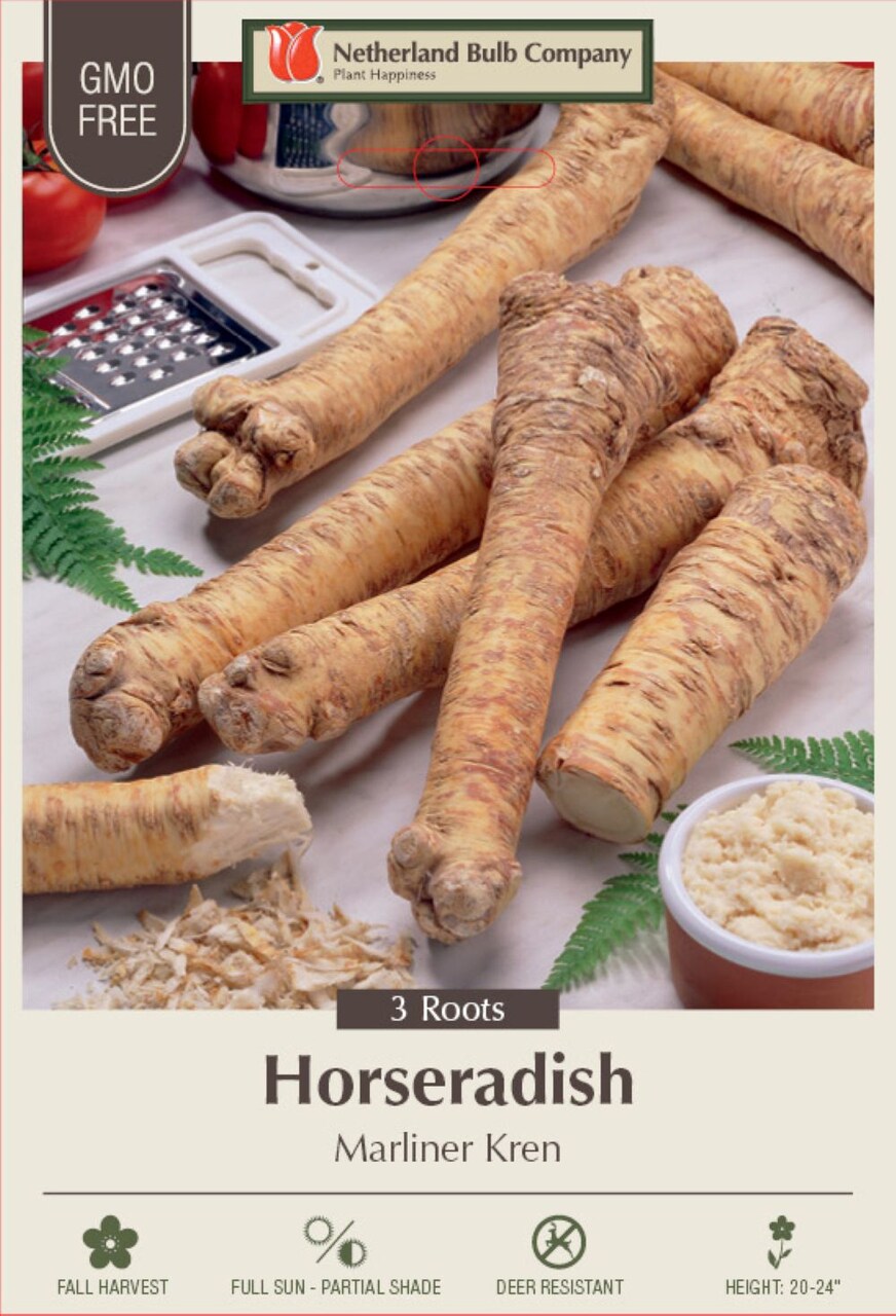 Bohemian Marliner Kren Horseradish - Hardy Perennial - Bareroot 3 Crowns
